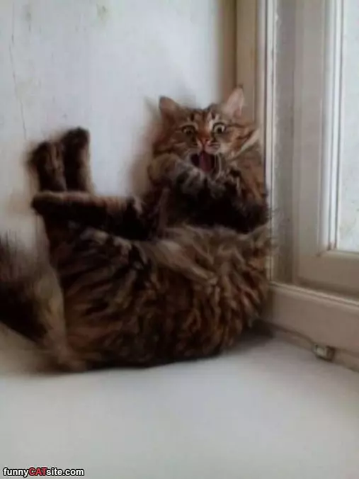 Saw A Mouse