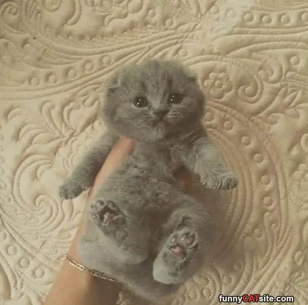 Snuggly Kitten