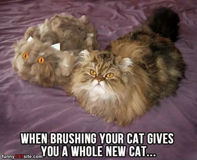 Brushing The Cat