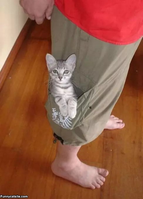 Pocket Of Cat