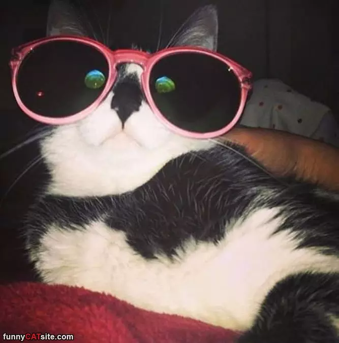 Big Glasses