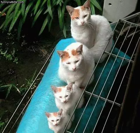 Tallest To Smallest