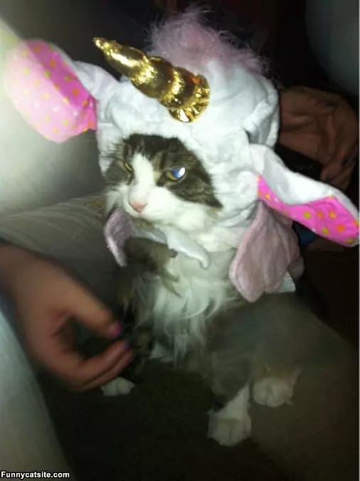 Not A Happy Cat