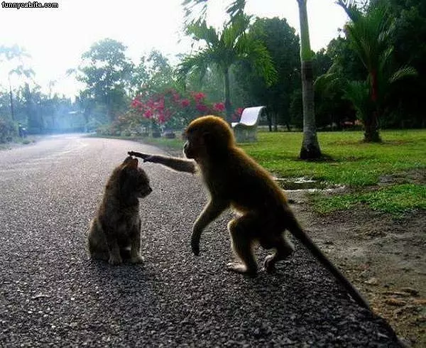 Monkey