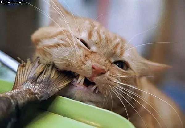Brom Nom Nom
