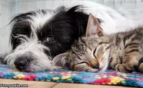 Sleepy Time Now
