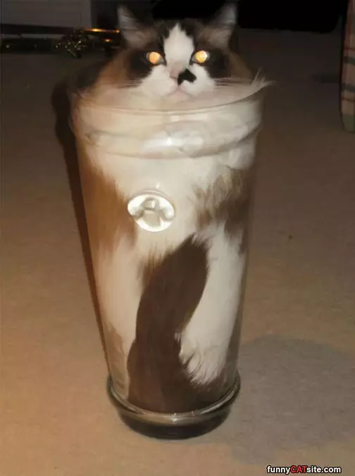 In The Cup