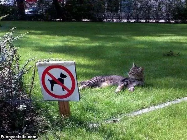 No Dogs