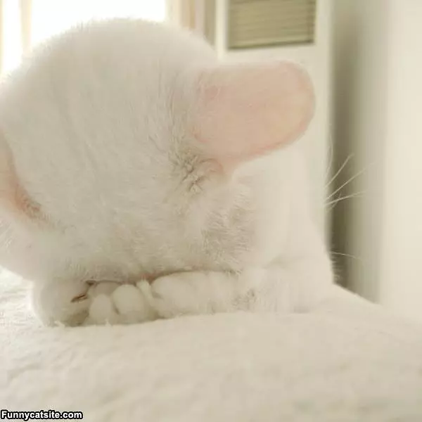 I Has Sad