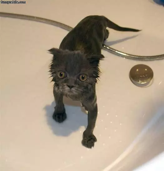 Wet Scared Cat