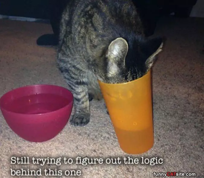 There Is Logic Here