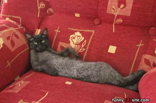 So Relaxed On This Couch