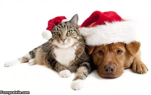 Christmas Time