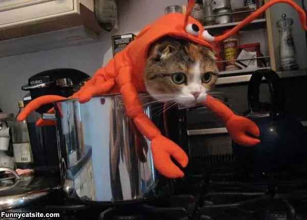 Lobster Cat