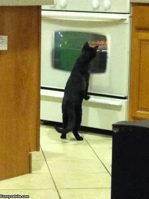 Is My Food Ready