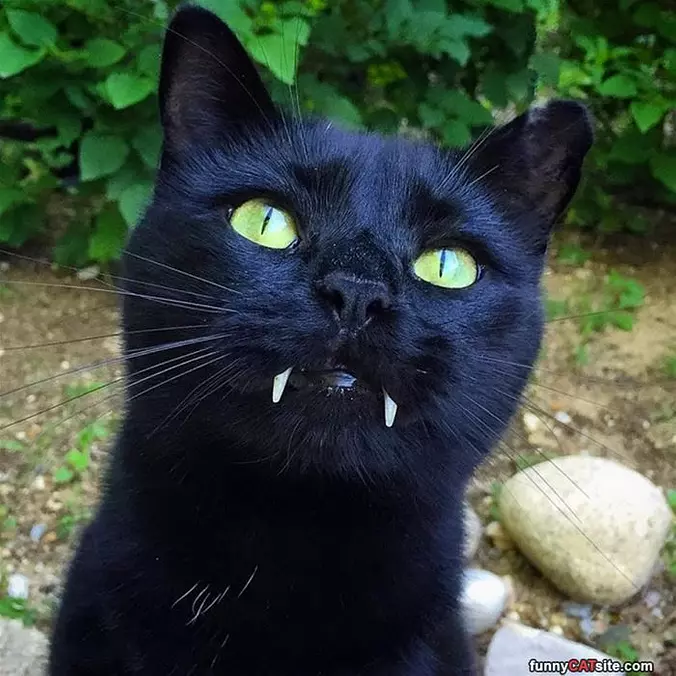 Fangs