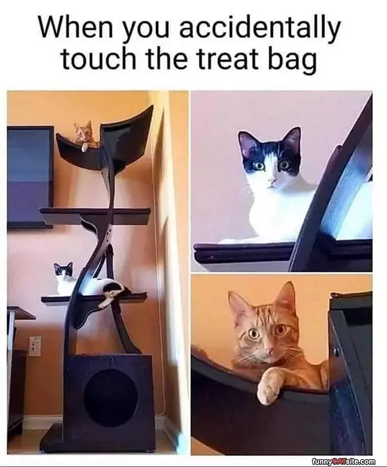 The Treat Bag