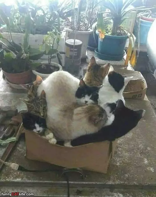 An Entire Box Full