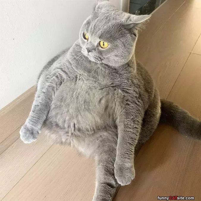 Fat Cat