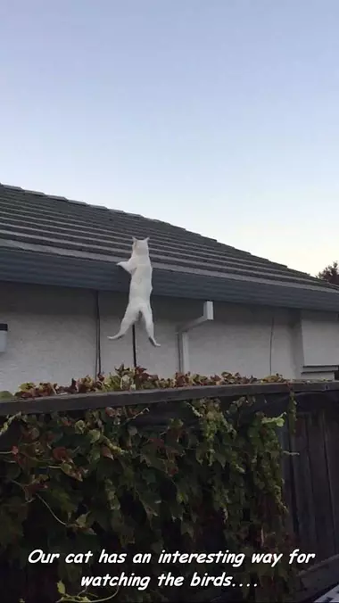 Watching For Birds
