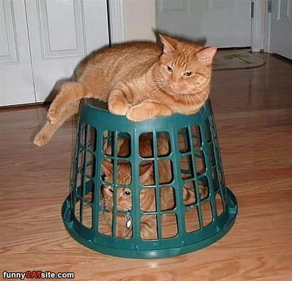 The Basket Cats