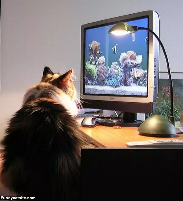 Fish Tank