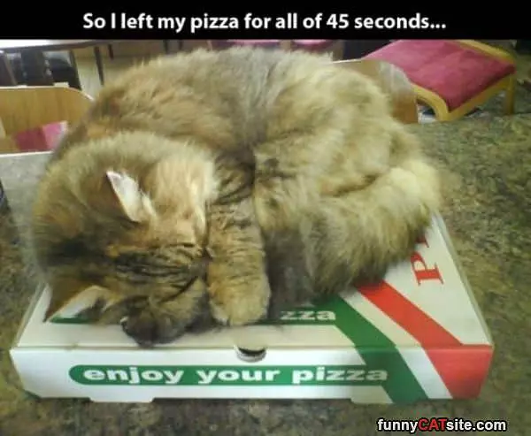 Cat Likes Warm Pizza