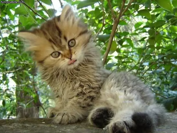 Funny Face Cats