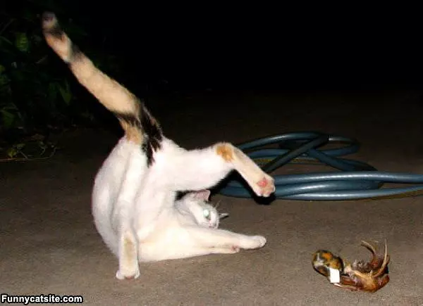 Show You My Moves