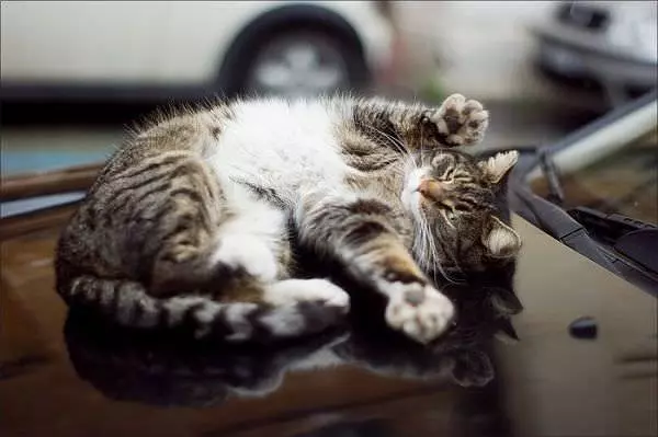 Play Time Cat