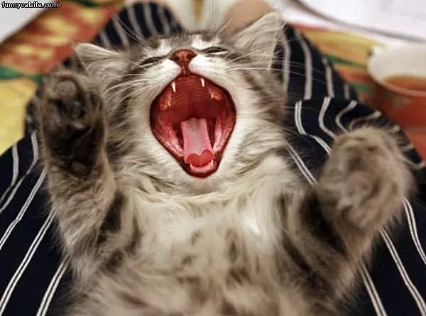 Giant Yawner
