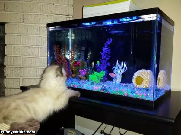 Just Watching