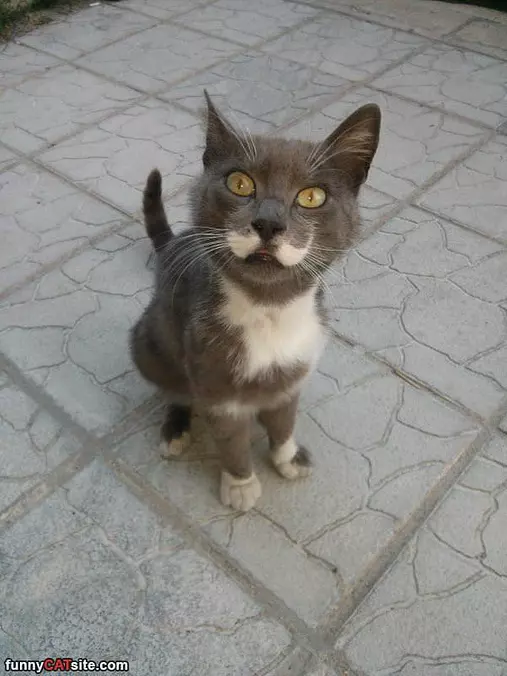 Nice Mustache Buddy