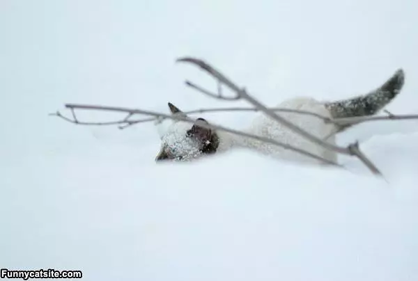 The Snow Cat