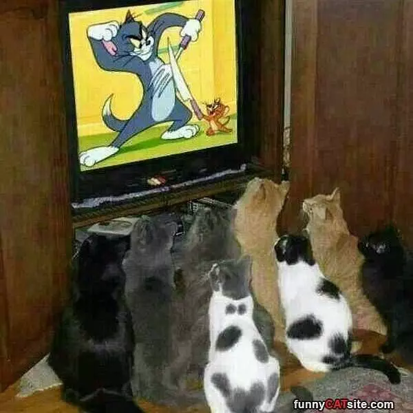 Go Tom Go