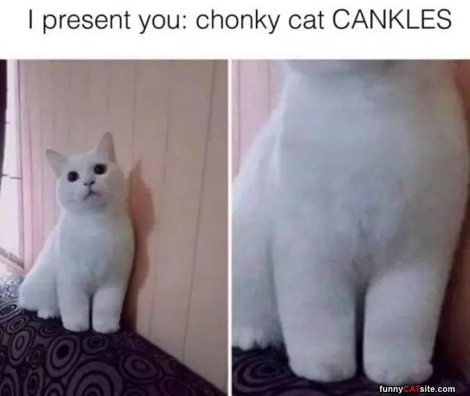 Chonky