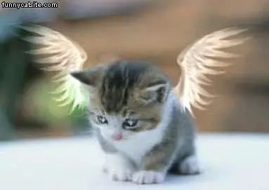 Wings