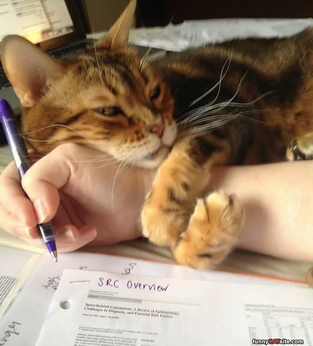 Time To Pet Me