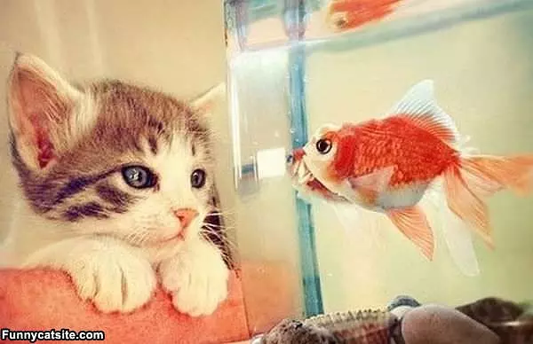 I Wish I Were A Fish