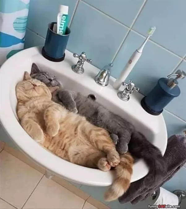 Cats In The Sink