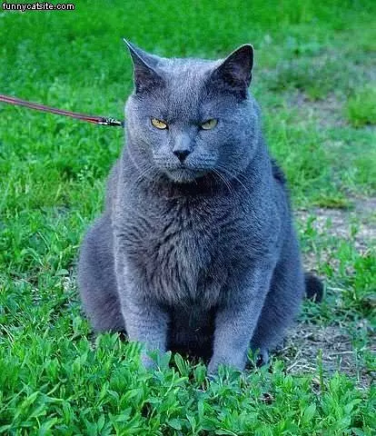 Angry Black Cat On Leash