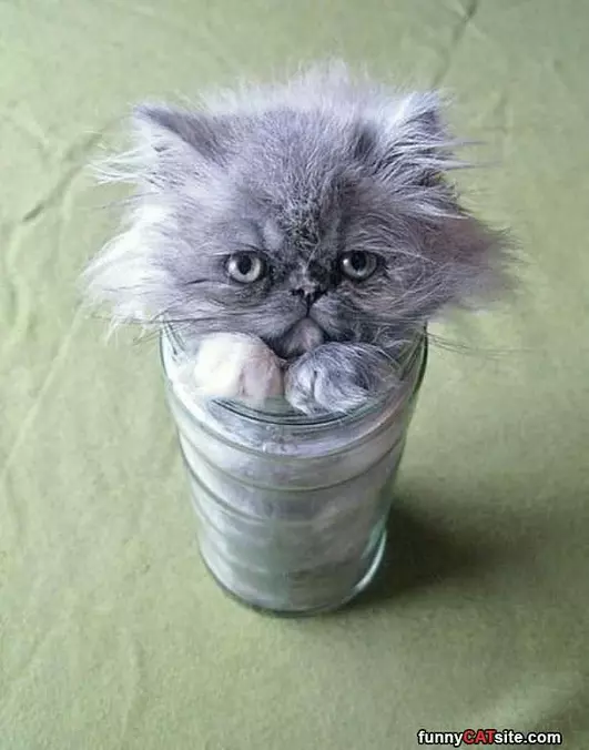I Am A Tiny Cup