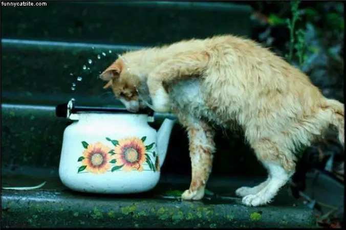 Cat Wants Tea