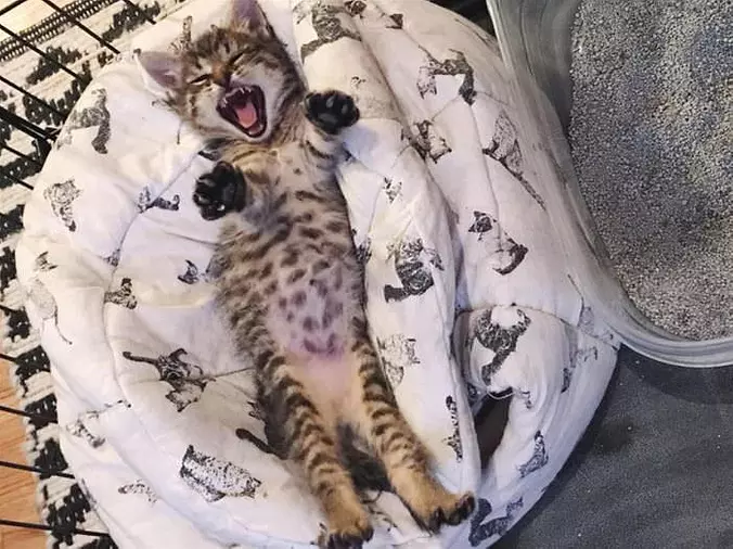 Rarrrrrrr