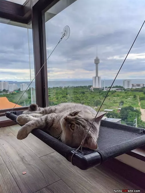 A Cat Nap