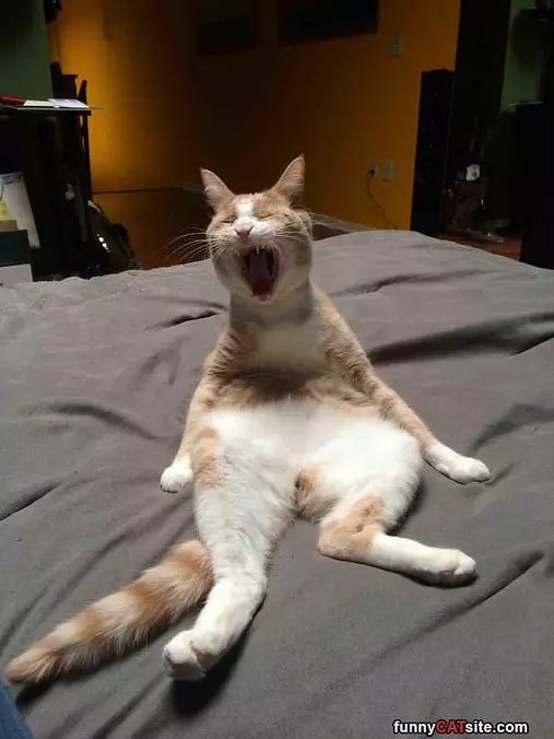 Rawwwwwwwwrraa