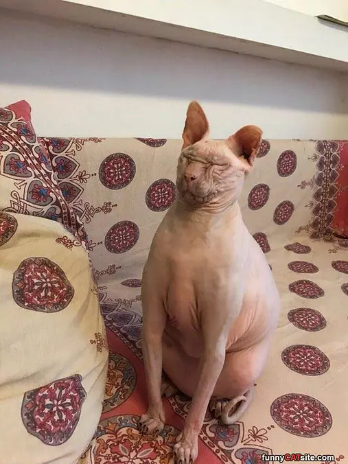 This Cat Is Funny