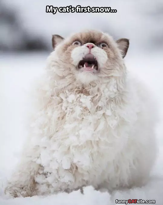 First Snow For The Cat