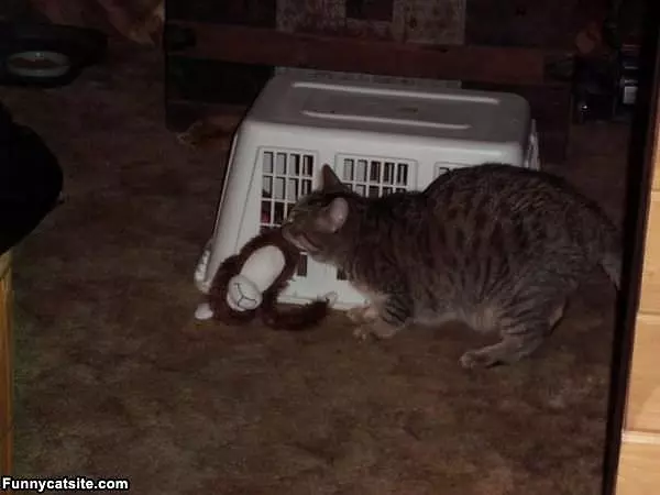 Max And His Monkey