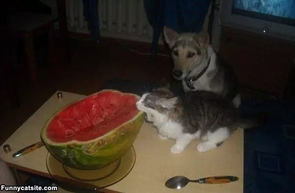 I Will Eat It All